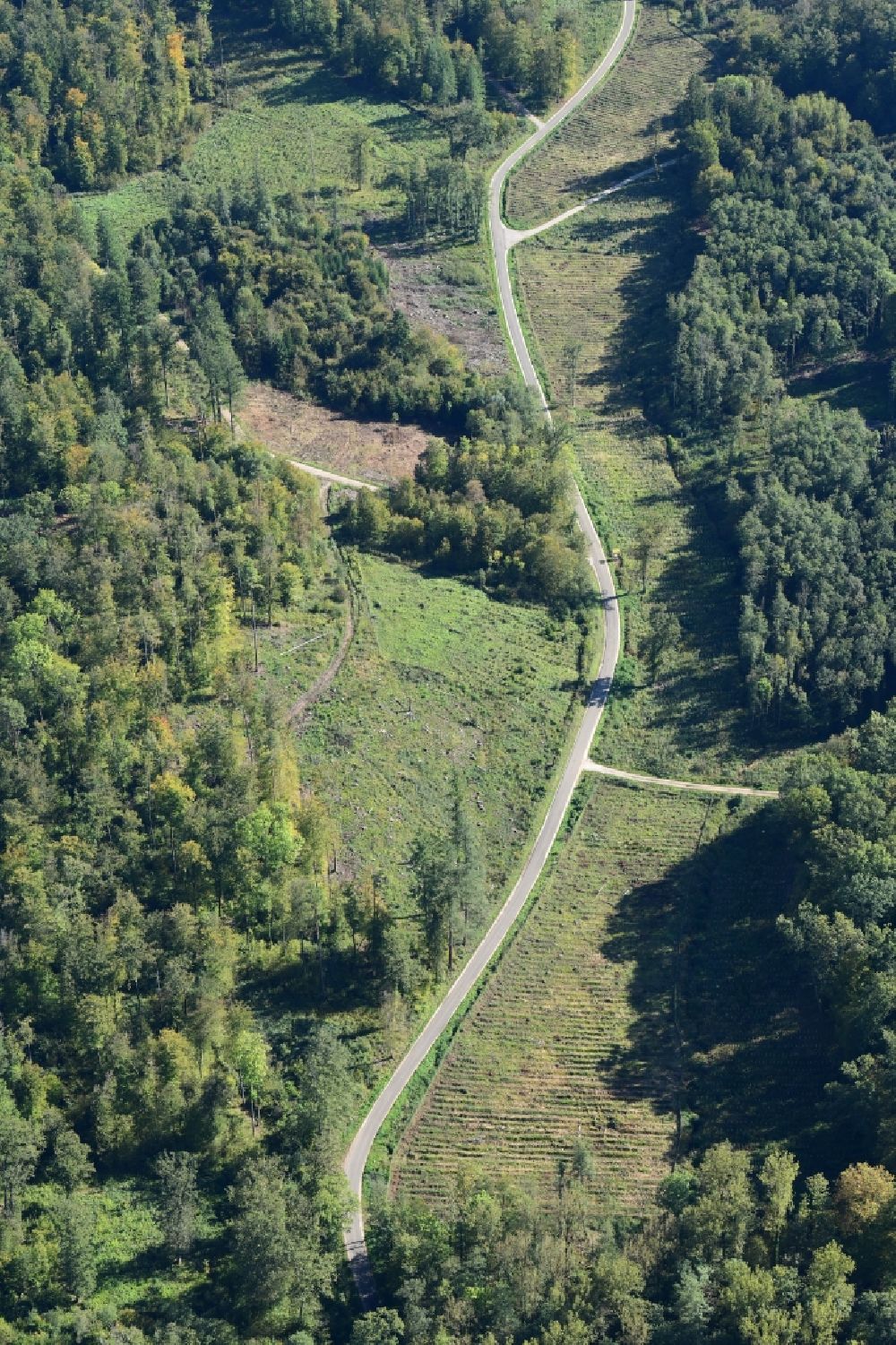 Lörrach von oben - Waldweg durch ein Waldgebiet im Tannengraben bei Lörrach im Bundesland Baden-Württemberg, Deutschland