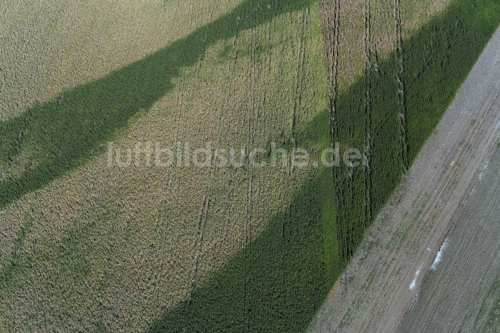 Elbe-Parey aus der Vogelperspektive: Wasserader - Verlauf auf landwirtschaftlichen Feldern in Elbe-Parey im Bundesland Sachsen-Anhalt, Deutschland