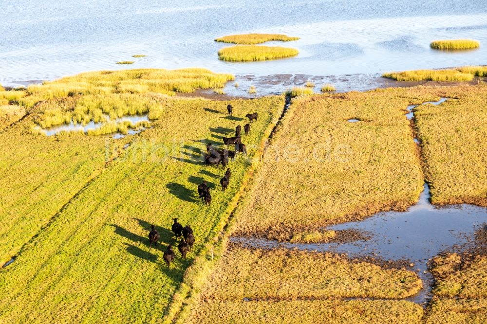 Fanö aus der Vogelperspektive: Weide an der Nordseeküste mit Angus-Rinder-Herde in Fanö in Region Syddanmark, Dänemark