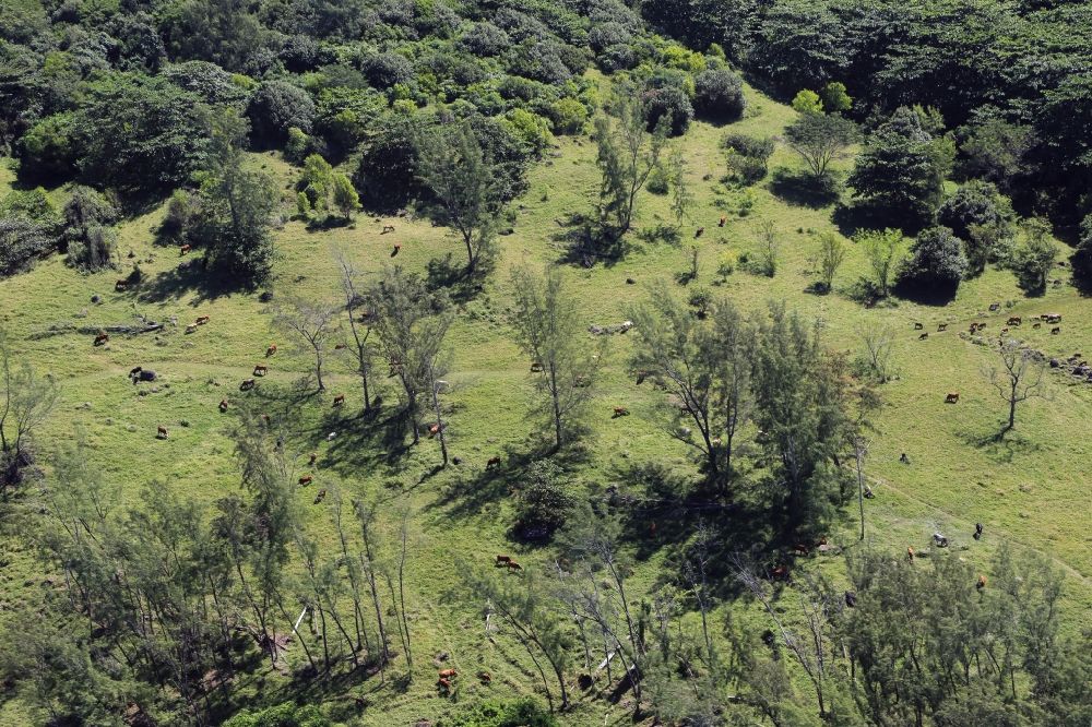 Luftaufnahme Souffleur - Weideflächen mit Kuh - Herde bei Souffleur an der Südküste von Mauritius