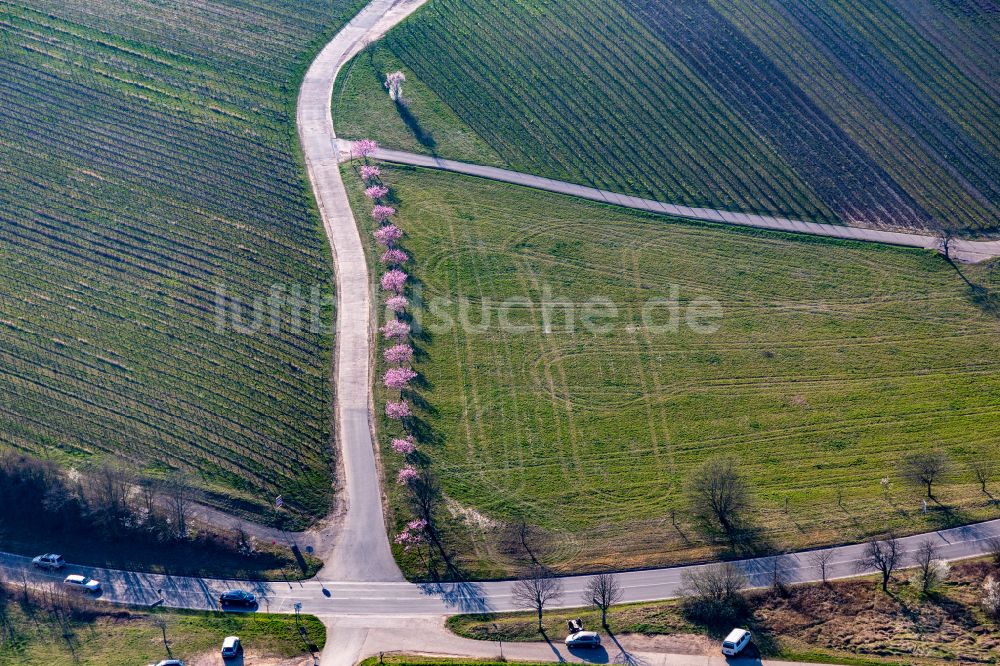 Gleiszellen-Gleishorbach aus der Vogelperspektive: Weinberge am Haardtrand des Pfälzerwaldes in der Frühjahrsblüte der Mandelbäume in Gleiszellen-Gleishorbachim Bundesland Rheinland-Pfalz