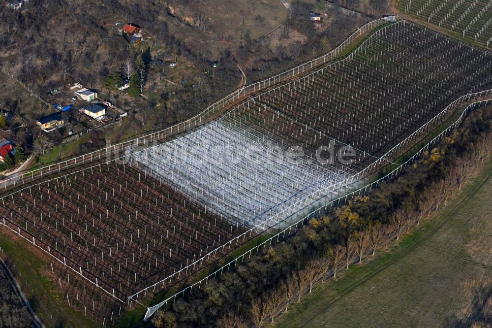 Wormsleben aus der Vogelperspektive: Weinbergs-Kalkung der Winzer- Gebiete in Wormsleben im Bundesland Sachsen-Anhalt, Deutschland