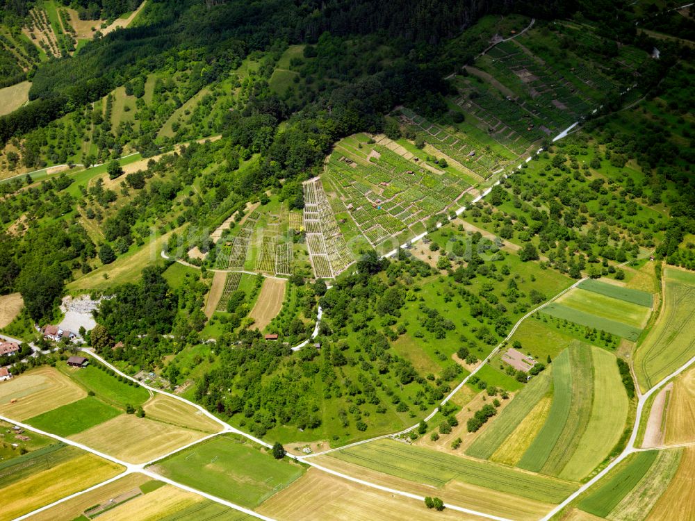 Luftaufnahme Ammerbuch - Weinbergs- Landschaft der Winzer- Gebiete in Ammerbuch im Bundesland Baden-Württemberg, Deutschland