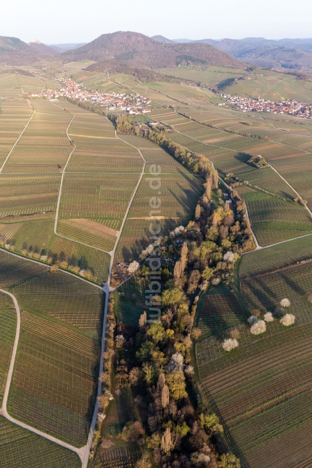 Landau in der Pfalz von oben - Weinbergs- Landschaft der Winzer- Gebiete im Frühjahr vor dem Trifels in Ranschbach im Bundesland Rheinland-Pfalz