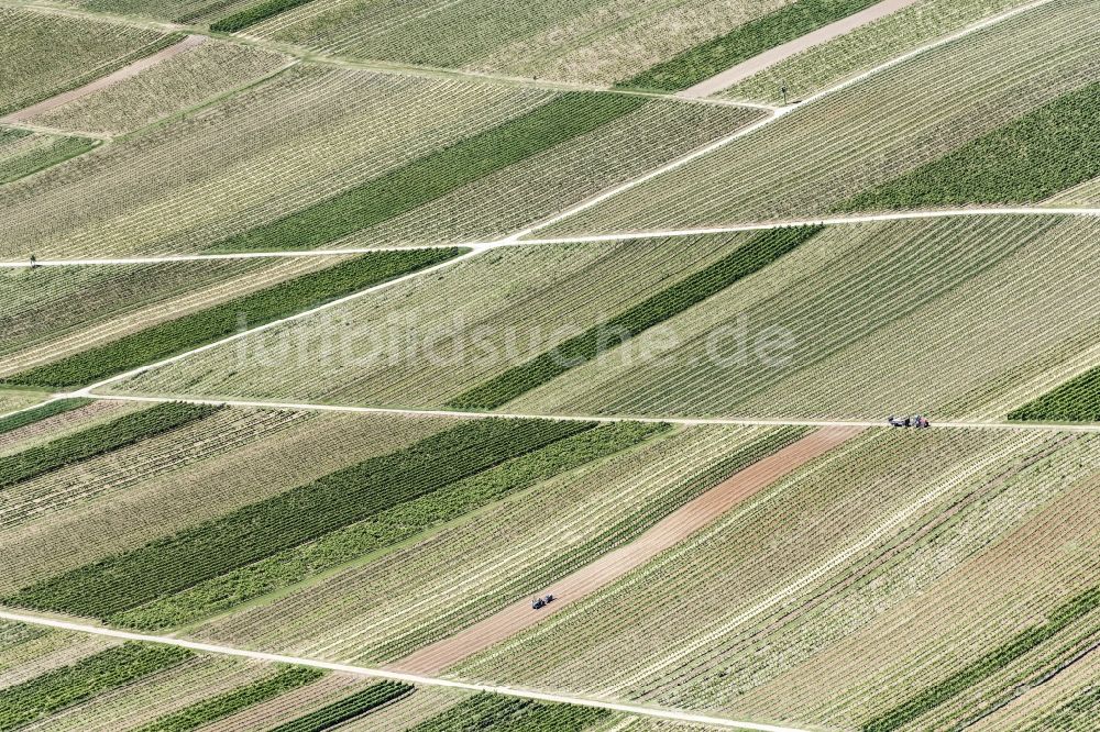 Luftaufnahme Worms - Weinbergs- Landschaft der Winzer- Gebiete in Worms im Bundesland Rheinland-Pfalz, Deutschland