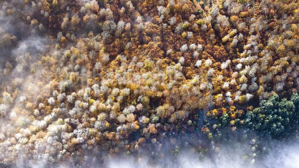 Luftbild Bad Wildungen - Wetterlage mit schichtartiger Nebel- Bedeckung über einem Waldgebiet an einem Herbstmorgen mit Raureif bedeckten Baumspitzen in Bad Wildungen im Bundesland Hessen, Deutschland