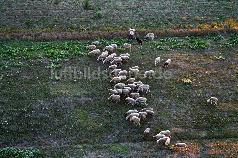 Castroncello von oben - Wiesen- Weide mit Schaf - Herde und Schäfer in Castroncello in Toscana, Italien