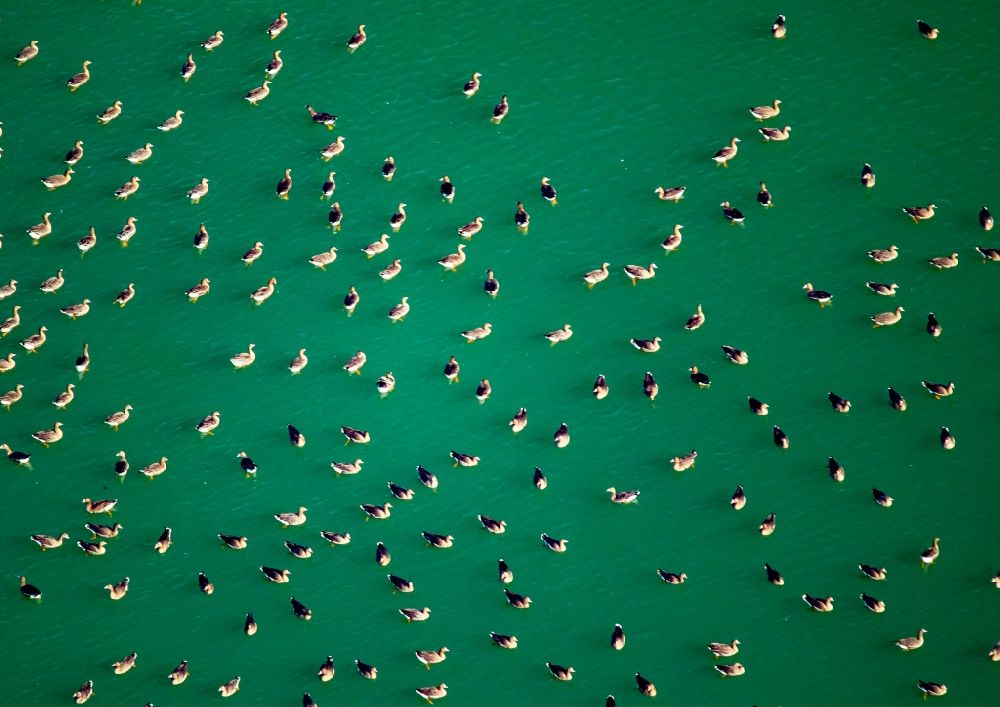 Rees aus der Vogelperspektive: Wildenten- Vogel- Schwärme an den Uferbereichen des Seegebietes am Kiestagebau in Rees im Bundesland Nordrhein-Westfalen