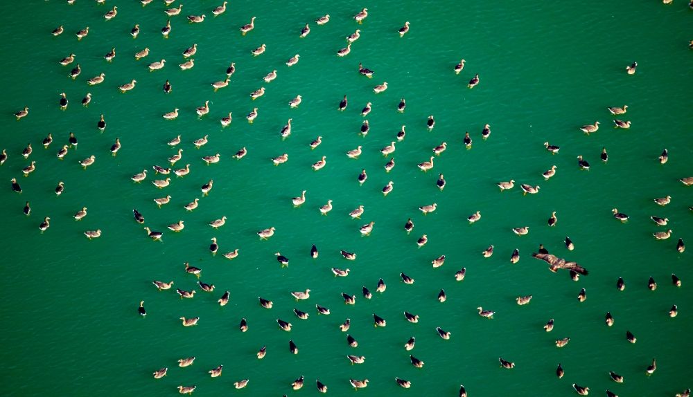 Luftbild Rees - Wildenten- Vogel- Schwärme an den Uferbereichen des Seegebietes am Kiestagebau in Rees im Bundesland Nordrhein-Westfalen