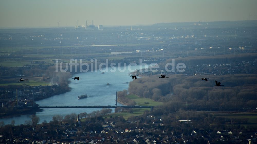 Hennef (Sieg) aus der Vogelperspektive: Wildgänse über Bonn im Bundesland Nordrhein-Westfalen, Deutschland