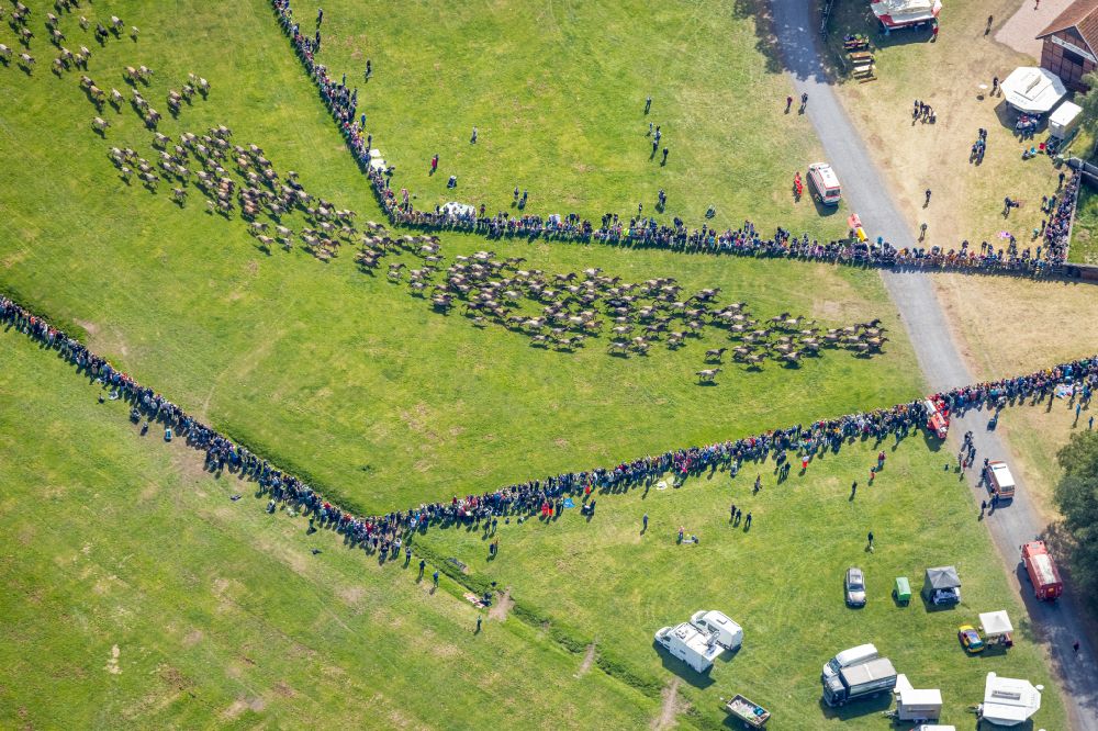 Luftaufnahme Dülmen - Wildpferde beim Viehtrieb ind die Wildpferdarena in Dülmen im Bundesland Nordrhein-Westfalen, Deutschland