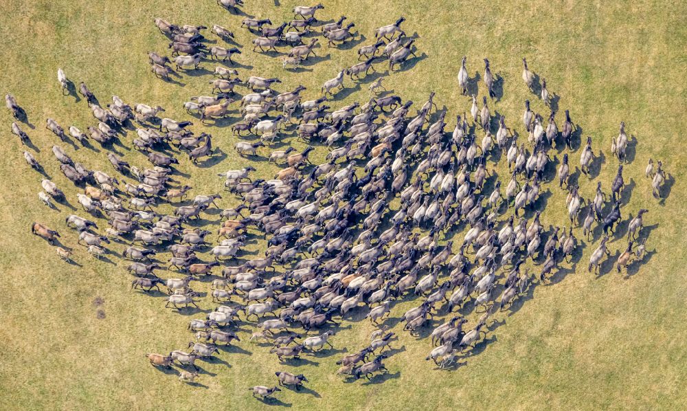 Dülmen von oben - Wildpferde beim Viehtrieb ind die Wildpferdarena in Dülmen im Bundesland Nordrhein-Westfalen, Deutschland