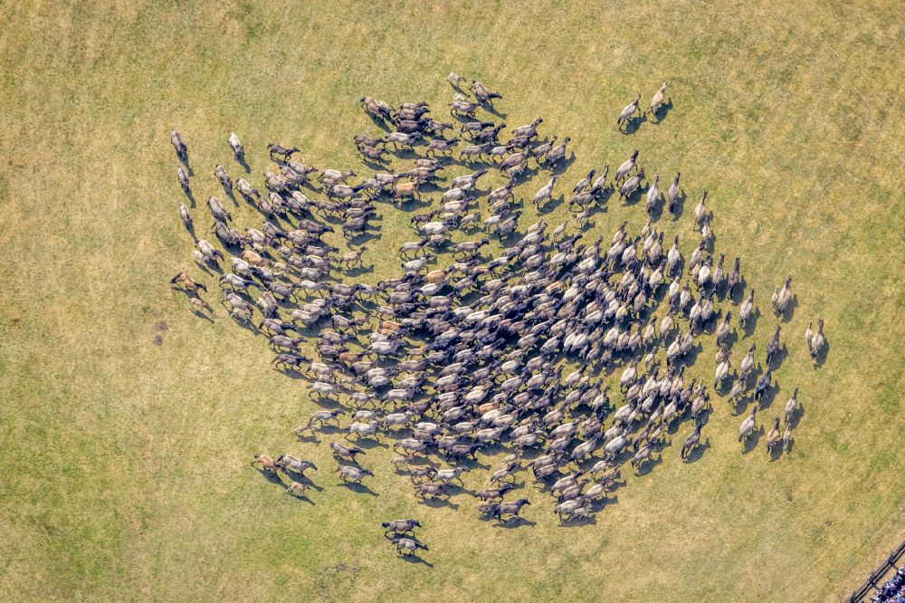 Dülmen aus der Vogelperspektive: Wildpferde beim Viehtrieb ind die Wildpferdarena in Dülmen im Bundesland Nordrhein-Westfalen, Deutschland