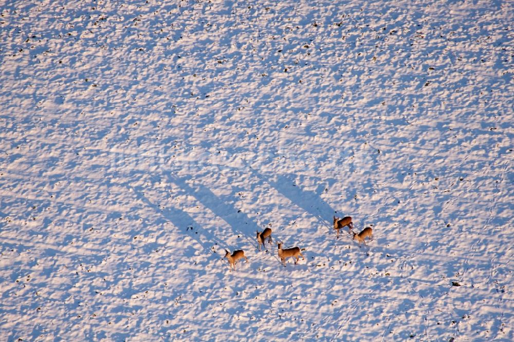 Niederotterbach von oben - Wildtiere auf winterlich schneebedeckten Feldern in Niederotterbach im Bundesland Rheinland-Pfalz