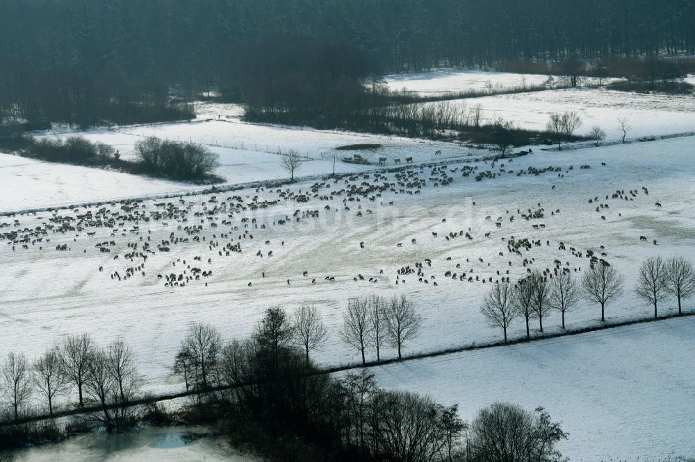 Luftbild Freckenfeld - Winter-Weide mit Schaf - Herde im Otterbachtal bei Freckenfeld im Bundesland Rheinland-Pfalz