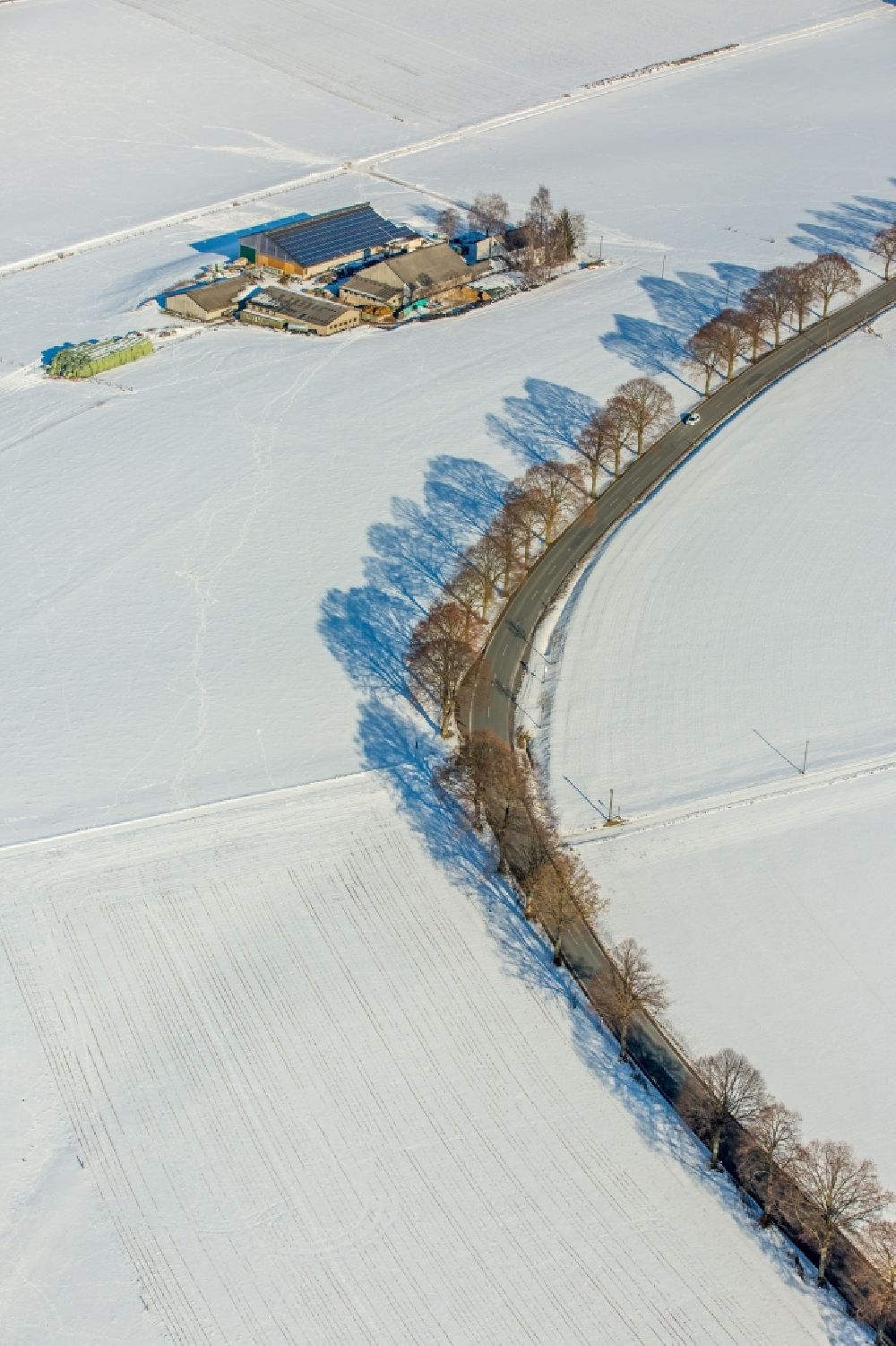 Luftaufnahme Warstein - Winterlandschaft Baum mit Schattenbildung durch Lichteinstrahlung auf einem Feld in Warstein im Bundesland Nordrhein-Westfalen