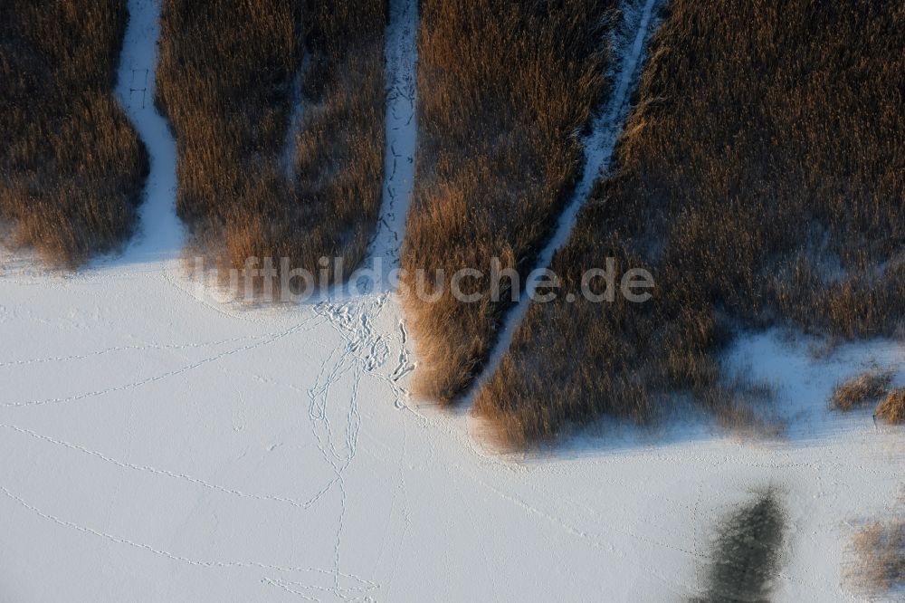 Päwesin aus der Vogelperspektive: Winterlich schnee- und eisbedeckte Schilfflächen der See- Uferbereiche in Bollmannsruh im Bundesland Brandenburg