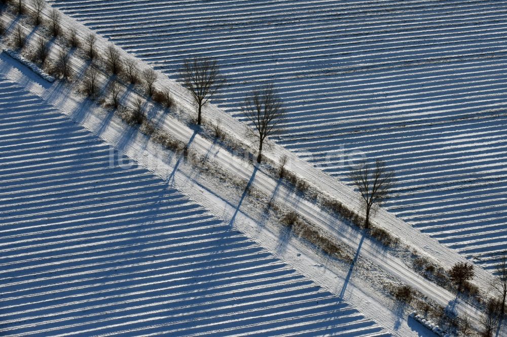 Luftbild Roskow - Winterlich schneebedeckte Reihen mit Spargel- Anbau auf Feld- Flächen mit einer von Baumreihen gesäumten Allee, deren Bäume lange Schatten werfen in Lünow im Bundesland Brandenburg