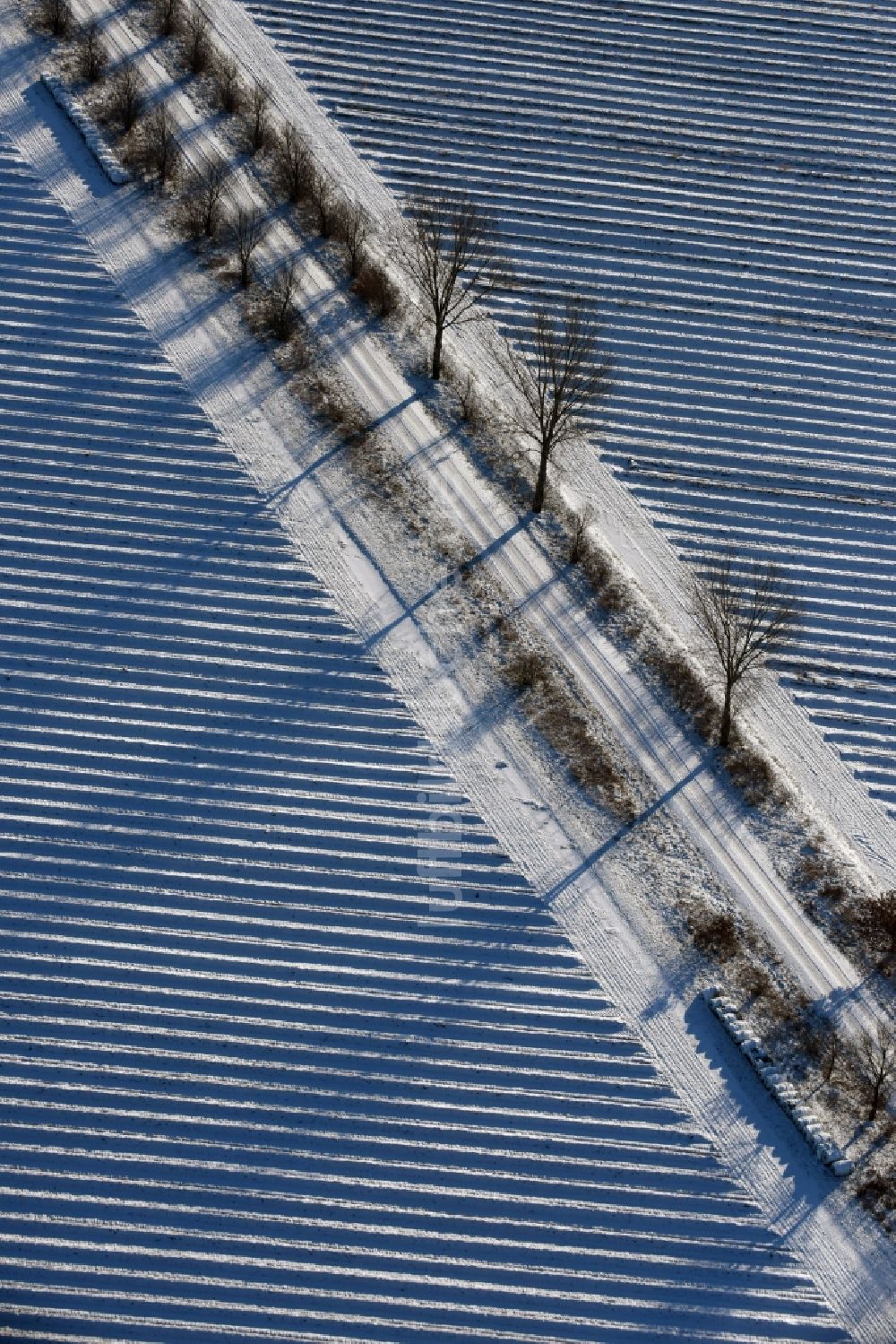 Luftaufnahme Roskow - Winterlich schneebedeckte Reihen mit Spargel- Anbau auf Feld- Flächen mit einer von Baumreihen gesäumten Allee, deren Bäume lange Schatten werfen in Lünow im Bundesland Brandenburg