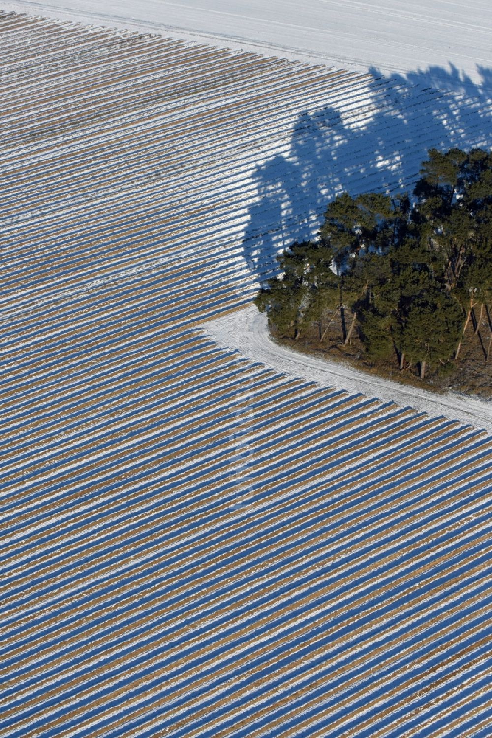 Roskow von oben - Winterlich schneebedeckte Reihen mit Spargel- Anbau auf Feld- Flächen mit kleinem Waldgebiet dessen Bäume lange Schatten werfen in Lünow im Bundesland Brandenburg