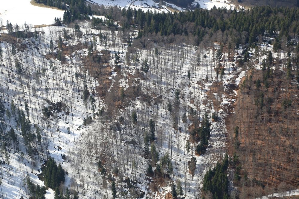 Luftaufnahme Oberried - Winterlich schneebedeckte Strukturen im Mischwald bei Oberried im Bundesland Baden-Württemberg