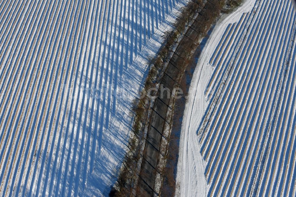 Luftaufnahme Roskow - Winterliche schneebedeckte Reihen mit Spargel- Anbau auf Feld- Flächen mit Allee, deren Bäume lange Schatten werfen in Lünow im Bundesland Brandenburg