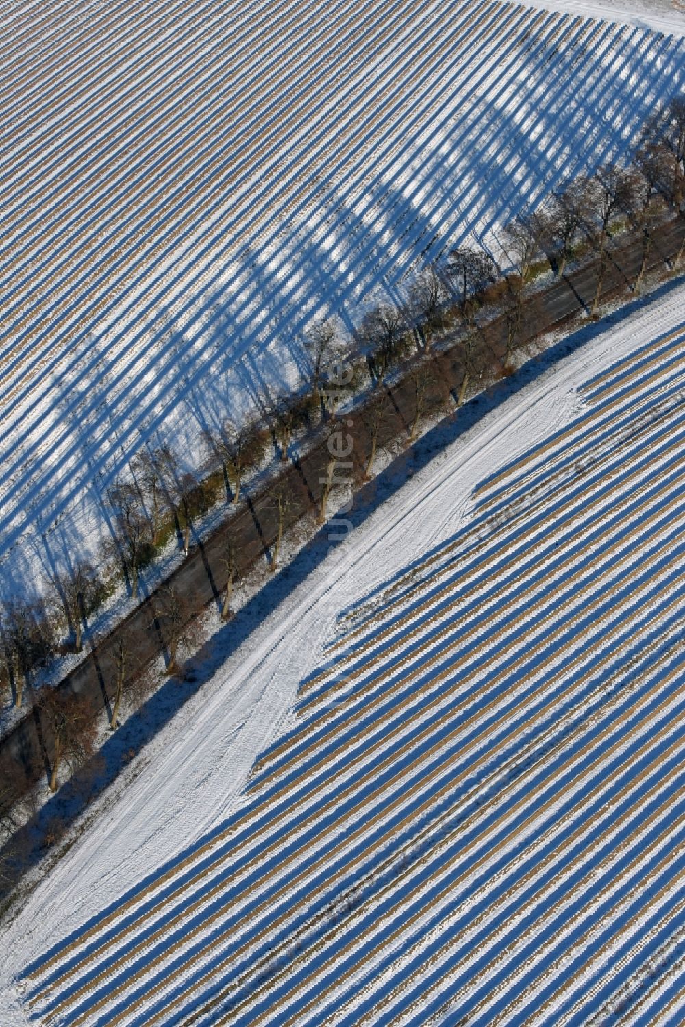 Roskow von oben - Winterliche schneebedeckte Reihen mit Spargel- Anbau auf Feld- Flächen mit Allee, deren Bäume lange Schatten werfen in Lünow im Bundesland Brandenburg