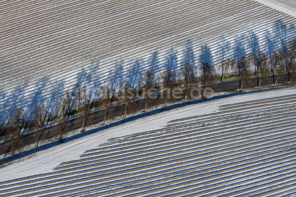 Roskow aus der Vogelperspektive: Winterliche schneebedeckte Reihen mit Spargel- Anbau auf Feld- Flächen mit Allee, deren Bäume lange Schatten werfen in Lünow im Bundesland Brandenburg