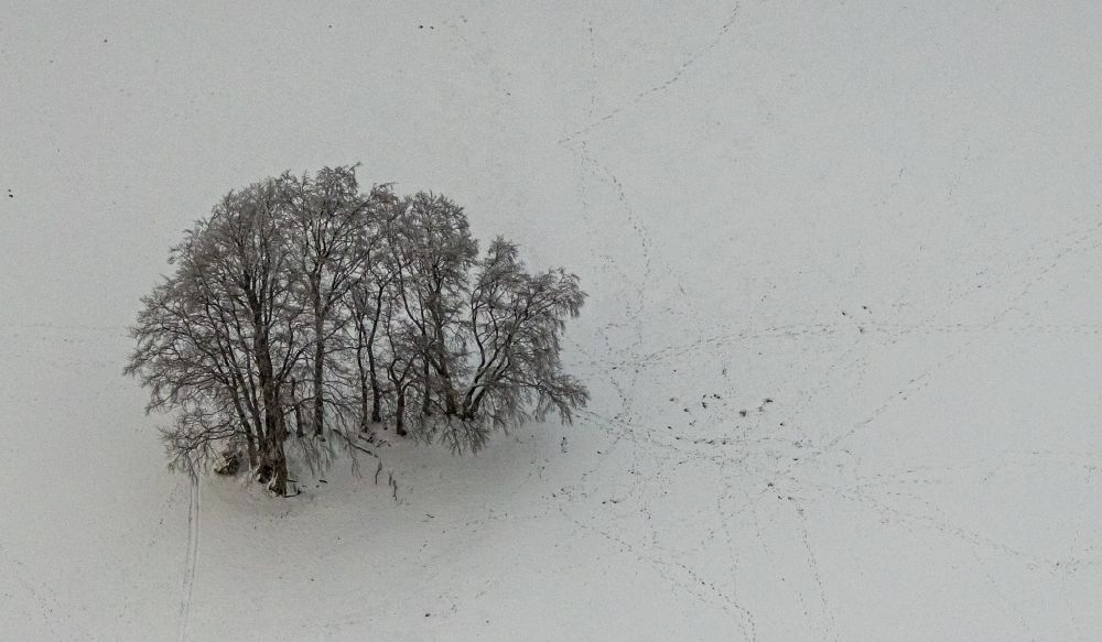 Luftbild Berlar - Winterluftbild Baum- Insel auf einem Feld in Berlar im Bundesland Nordrhein-Westfalen, Deutschland
