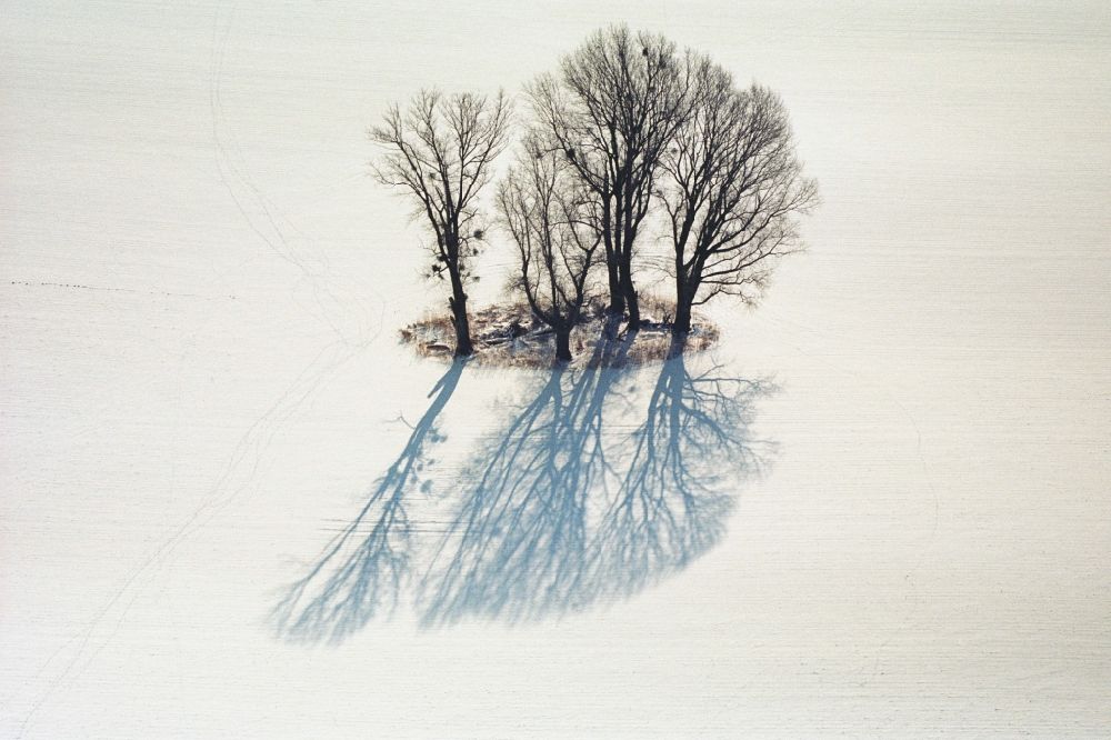 Netzen aus der Vogelperspektive: Winterluftbild Baum- Insel auf einem Feld in Netzen im Bundesland Brandenburg, Deutschland