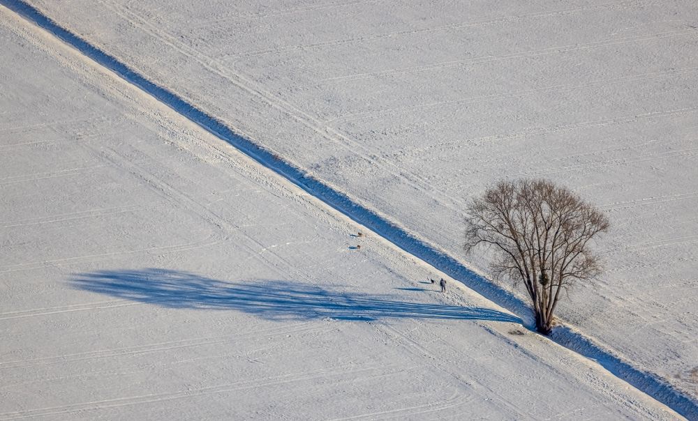 Osttünnen aus der Vogelperspektive: Winterluftbild Baum mit Schattenbildung durch Lichteinstrahlung auf einem Feld bei Osttünnen im Bundesland Nordrhein-Westfalen, Deutschland