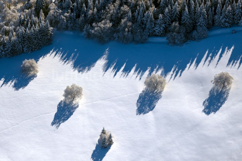Gersfeld (Rhön) aus der Vogelperspektive: Winterluftbild Baum mit Schattenbildung durch Lichteinstrahlung auf einem Feld in Gersfeld (Rhön) im Bundesland Hessen, Deutschland