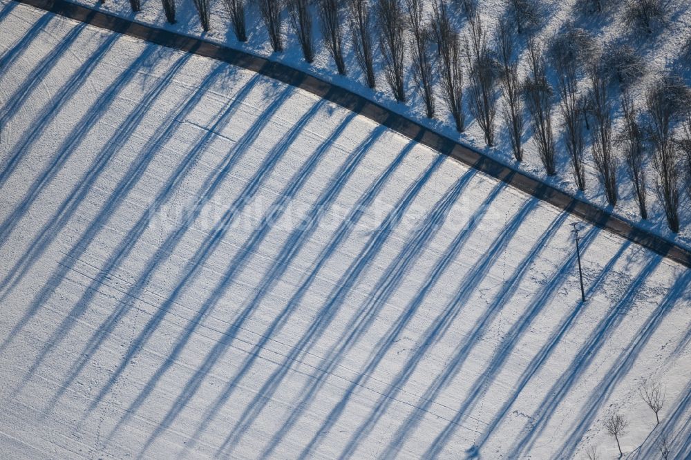 Luftaufnahme Lauda-Königshofen - Winterluftbild Baumreihen mit Schattenbildung durch Lichteinstrahlung auf einem Feld in Lauda-Königshofen im Bundesland Baden-Württemberg, Deutschland