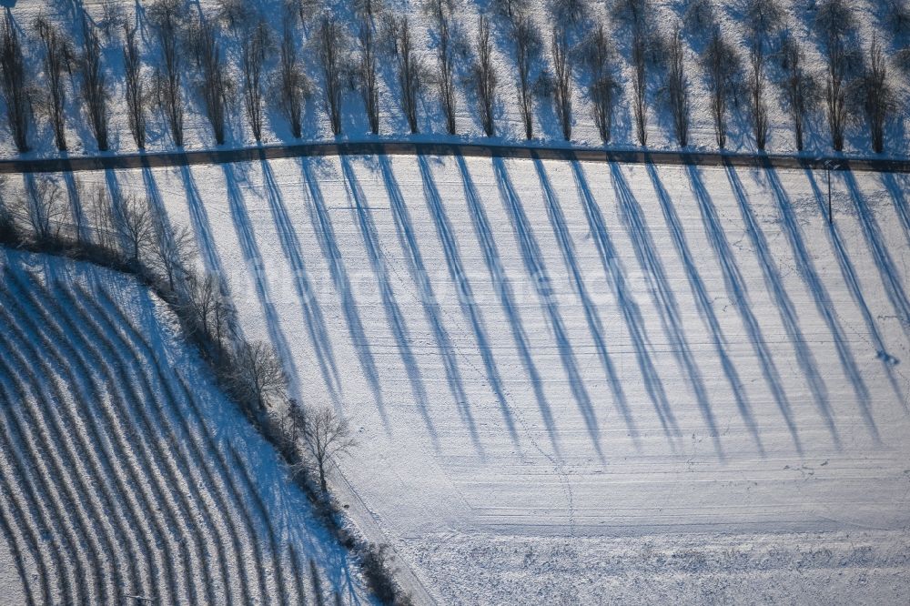 Lauda-Königshofen von oben - Winterluftbild Baumreihen mit Schattenbildung durch Lichteinstrahlung auf einem Feld in Lauda-Königshofen im Bundesland Baden-Württemberg, Deutschland
