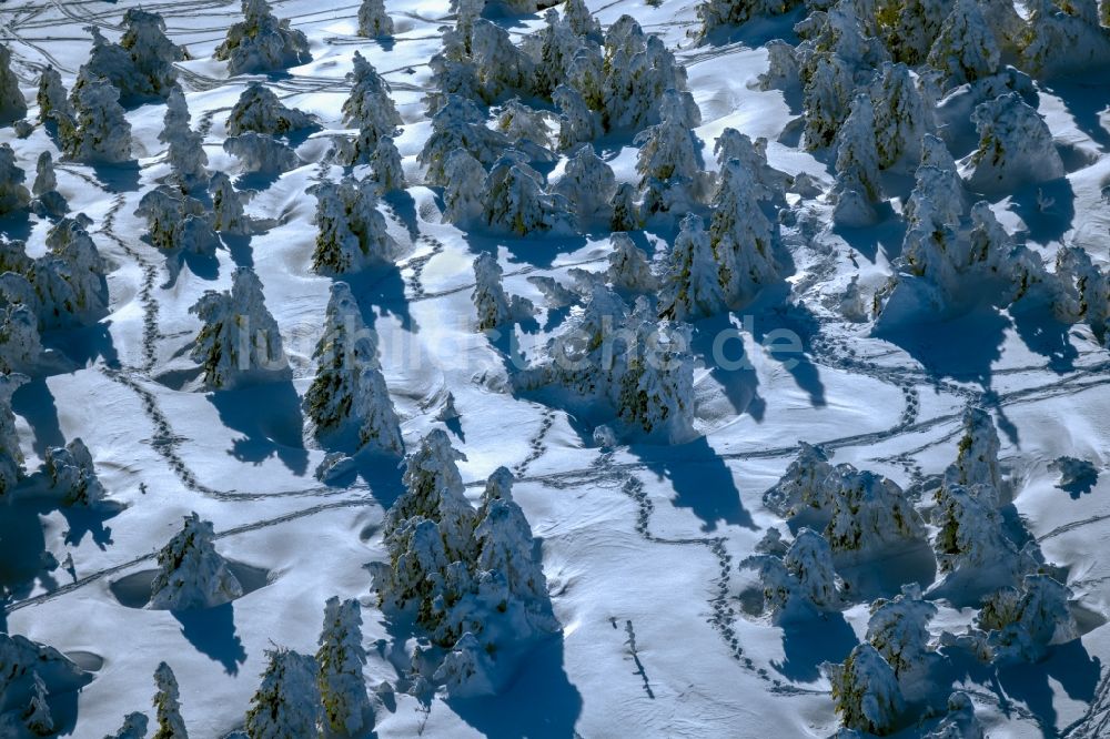 Luftbild Schierke - Winterluftbild Baumspitzen in einem Waldgebiet in Schierke im Bundesland Sachsen-Anhalt, Deutschland