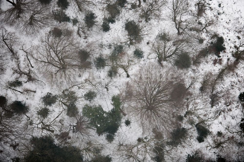 Wermelskirchen aus der Vogelperspektive: Winterluftbild Baumspitzen in einem Waldgebiet in Wermelskirchen im Bundesland Nordrhein-Westfalen, Deutschland