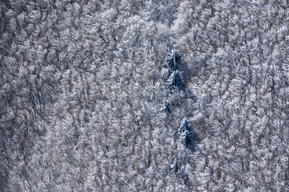 Burkardroth aus der Vogelperspektive: Winterluftbild Laubbaum- Baumspitzen in einem Waldgebiet in Burkardroth im Bundesland Bayern, Deutschland