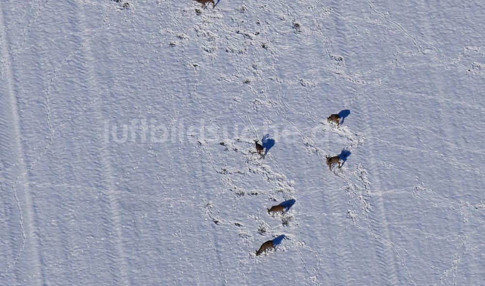 Rosdorf aus der Vogelperspektive: Winterluftbild Rehe suchen Futter auf einem verschneiten Feld in Rosdorf im Bundesland Niedersachsen, Deutschland