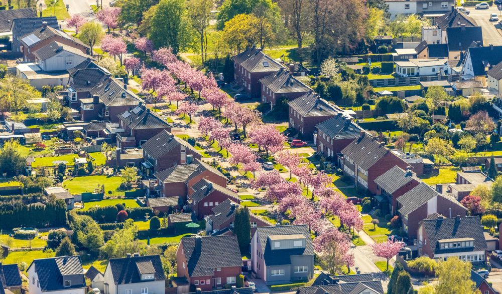 Luftaufnahme Hamm - Wohngebiet einer Einfamilienhaus- Siedlung mit rosa Frühjahrsblüten an Obstbäumen in Hamm im Bundesland Nordrhein-Westfalen, Deutschland