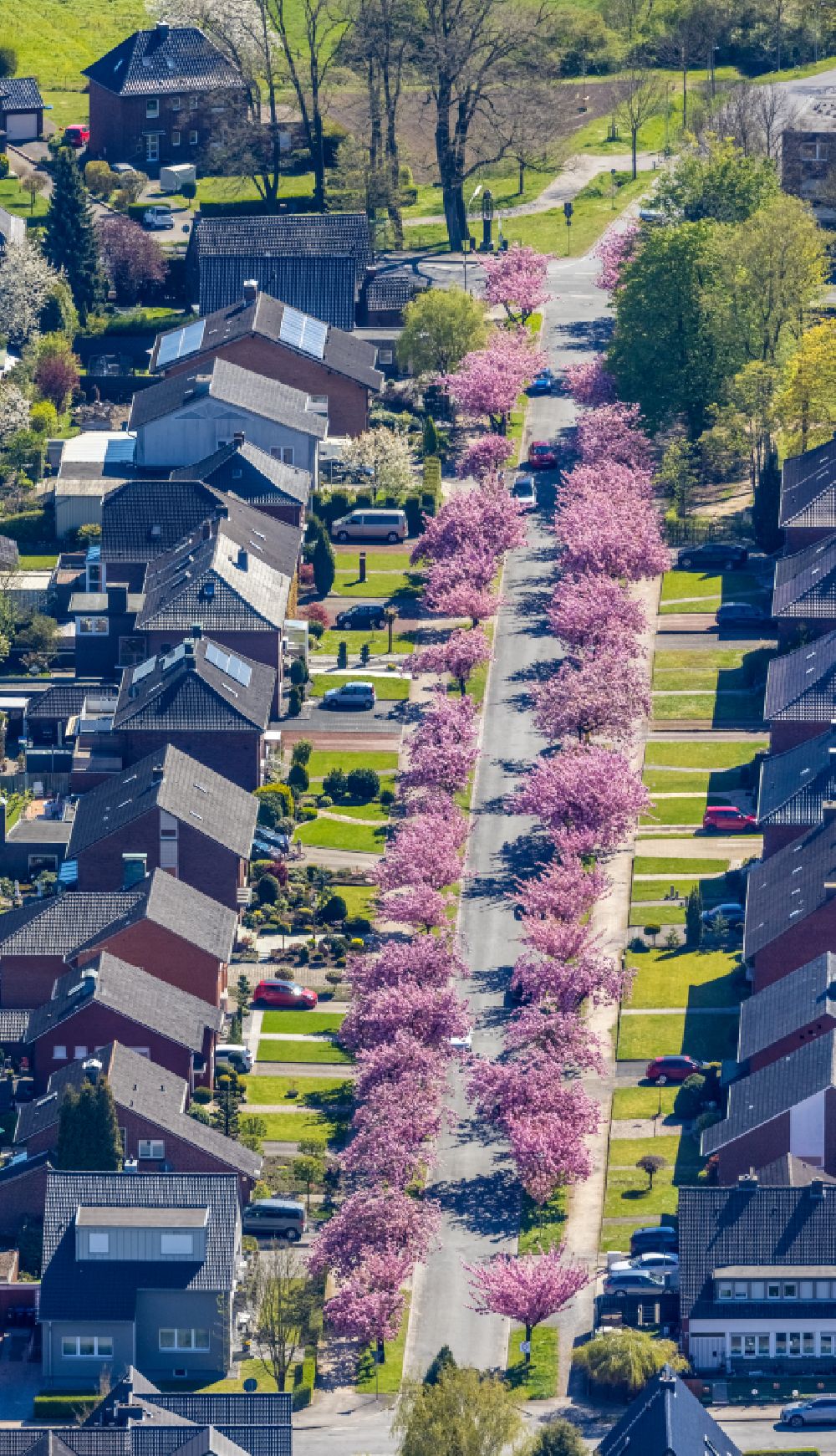 Hamm von oben - Wohngebiet einer Einfamilienhaus- Siedlung mit rosa Frühjahrsblüten an Obstbäumen in Hamm im Bundesland Nordrhein-Westfalen, Deutschland