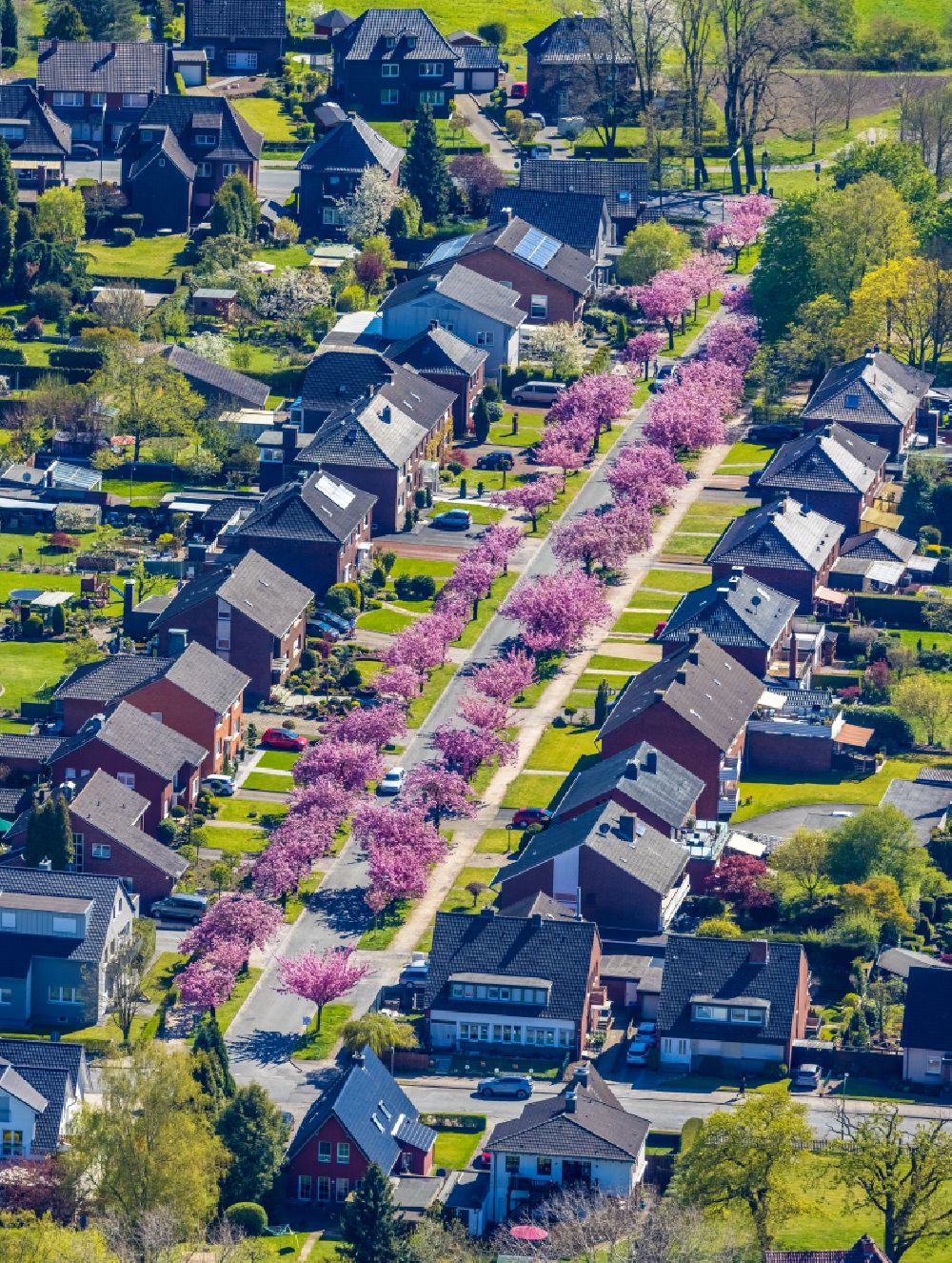 Hamm aus der Vogelperspektive: Wohngebiet einer Einfamilienhaus- Siedlung mit rosa Frühjahrsblüten an Obstbäumen in Hamm im Bundesland Nordrhein-Westfalen, Deutschland