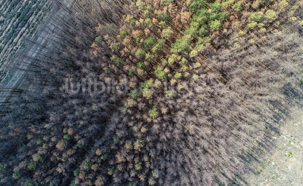 Senkrecht-Luftbild Klausdorf - Senkrechtluftbild Abgestorbene Baumspitzen in einem Waldgebiet in Klausdorf im Bundesland Brandenburg, Deutschland
