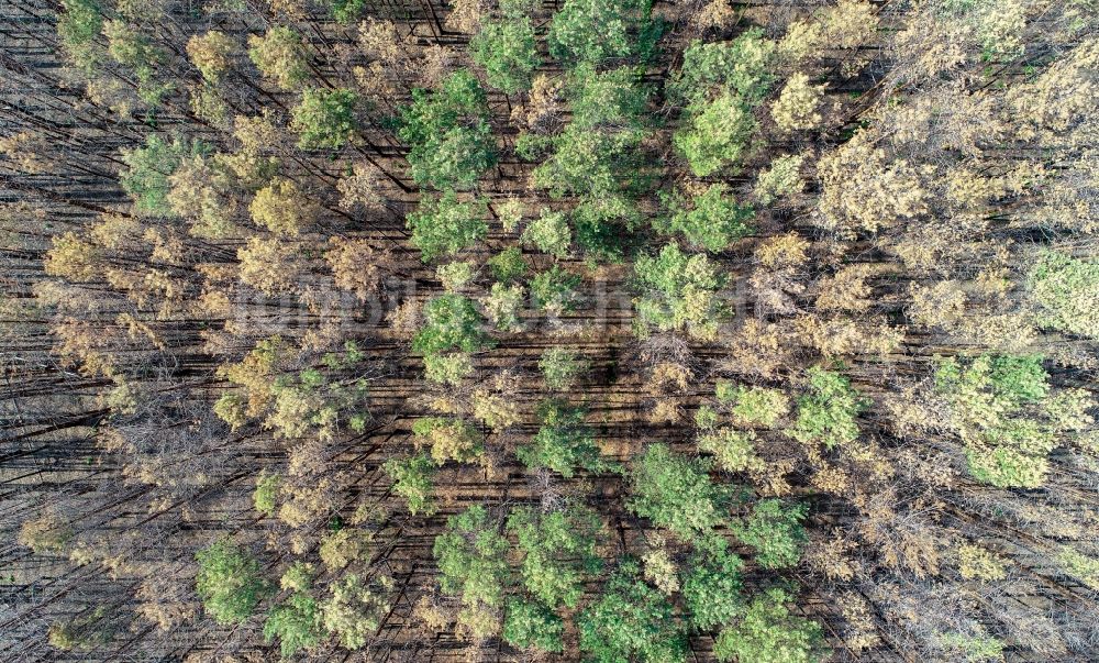 Senkrecht-Luftbild Klausdorf - Senkrechtluftbild Abgestorbene Baumspitzen in einem Waldgebiet in Klausdorf im Bundesland Brandenburg, Deutschland