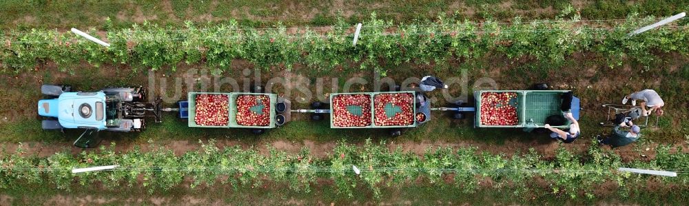 Senkrecht-Luftbild Erdeborn - Senkrechtluftbild Arbeitseinsatz zur Apfelernte mit Erntehelfern auf landwirtschaftlichen Feld- Reihen in Erdeborn im Bundesland Sachsen-Anhalt, Deutschland