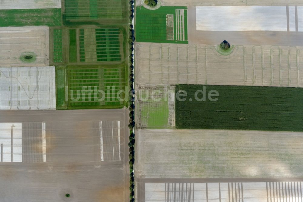 Senkrecht-Luftbild Insel Poel - Senkrechtluftbild Baum- Insel auf einem Feld der Insel Poel im Bundesland Mecklenburg-Vorpommern, Deutschland