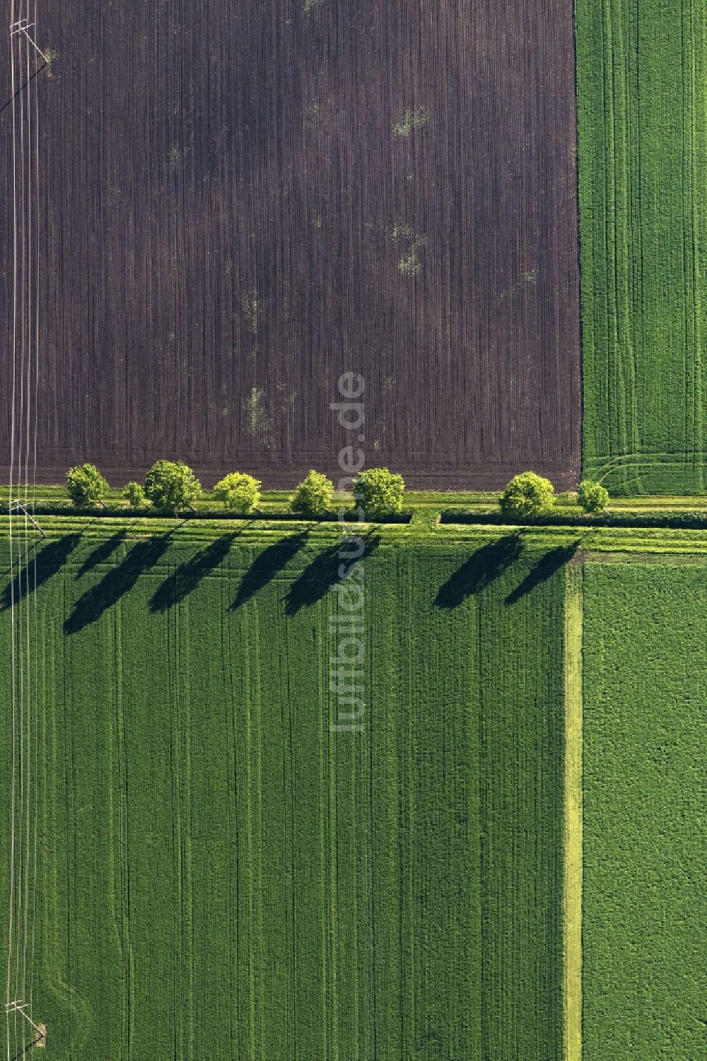 Senkrecht-Luftbild Nördlingen - Senkrechtluftbild Baum mit Schattenbildung durch Lichteinstrahlung auf einem Feld in Nördlingen im Bundesland Bayern, Deutschland