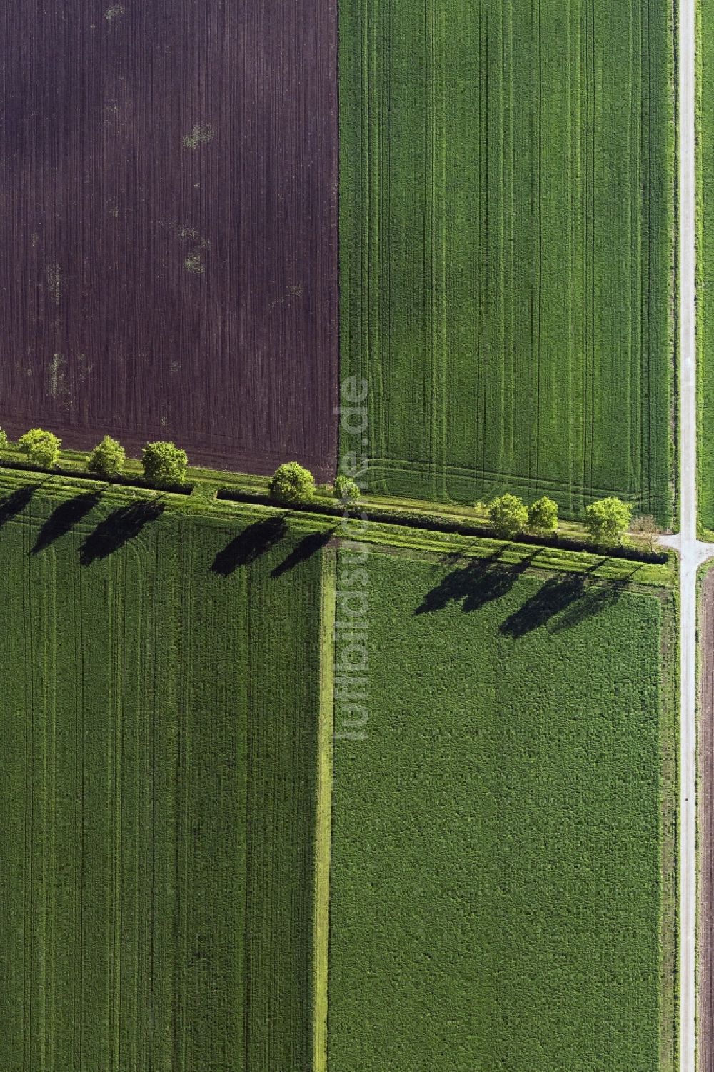 Senkrecht-Luftbild Nördlingen - Senkrechtluftbild Baum mit Schattenbildung durch Lichteinstrahlung auf einem Feld in Nördlingen im Bundesland Bayern, Deutschland