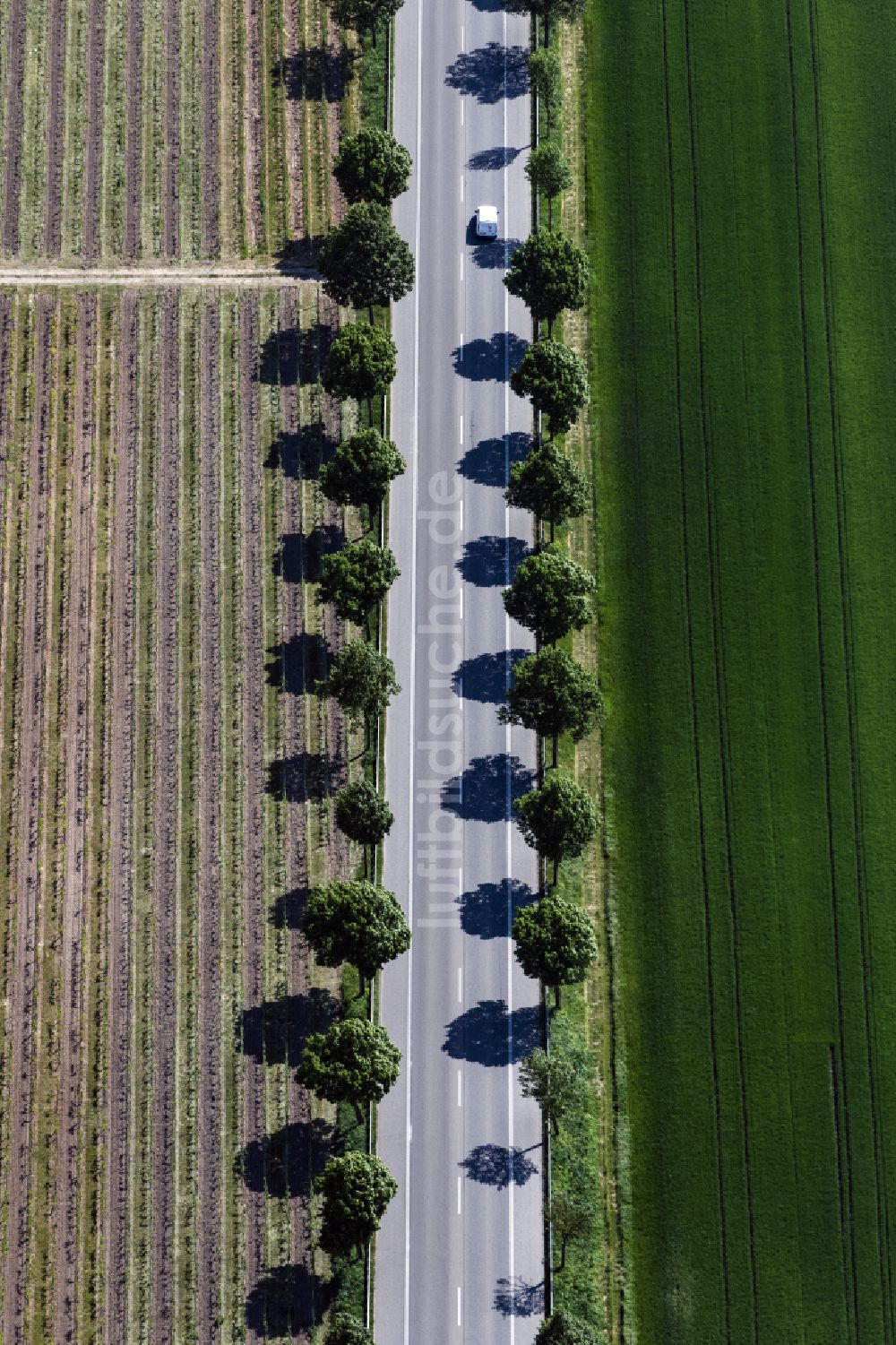 Senkrecht-Luftbild Gimbsheim - Senkrechtluftbild Baumreihe an einer Landstraße an einem Feldrand in Gimbsheim im Bundesland Rheinland-Pfalz, Deutschland