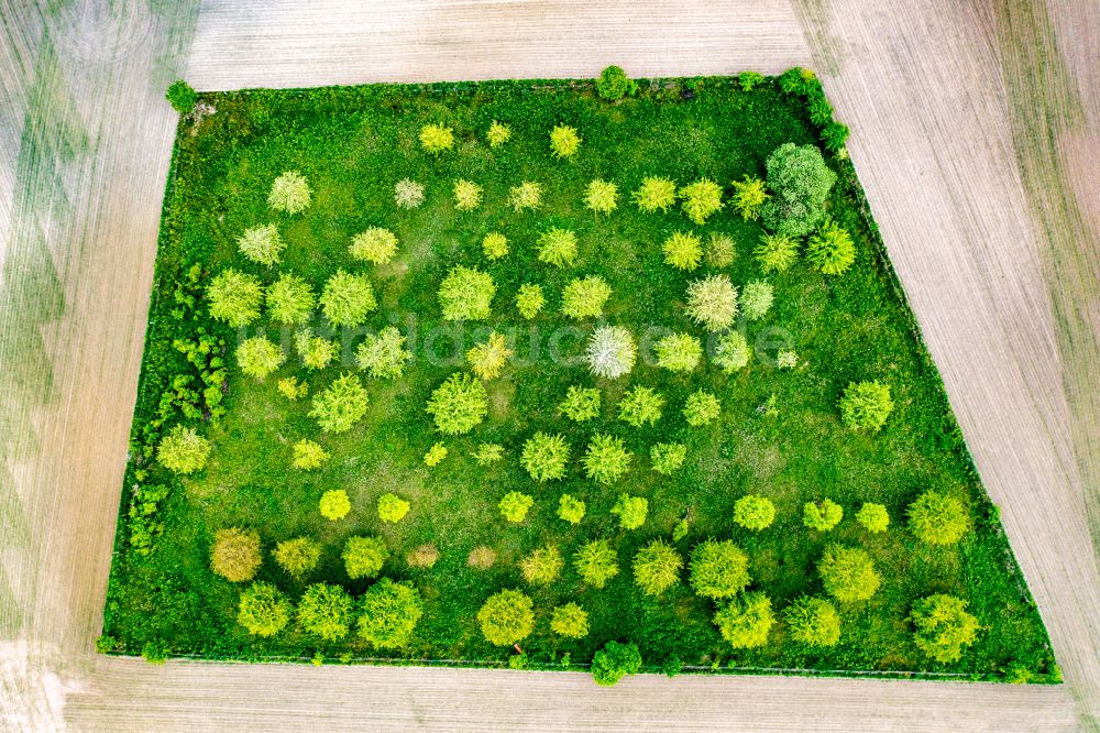 Senkrecht-Luftbild Chorin - Senkrechtluftbild Baumreihen einer Obstanbau- Plantage auf einem Feld in Brodowin im Bundesland Brandenburg, Deutschland