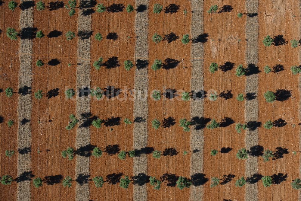 Senkrecht-Luftbild Santanyí - Senkrechtluftbild Baumreihen einer Obstanbau- Plantage auf einem Feld nördlich von Santanyí auf der balearischen Mittelmeerinsel Mallorca, Spanien